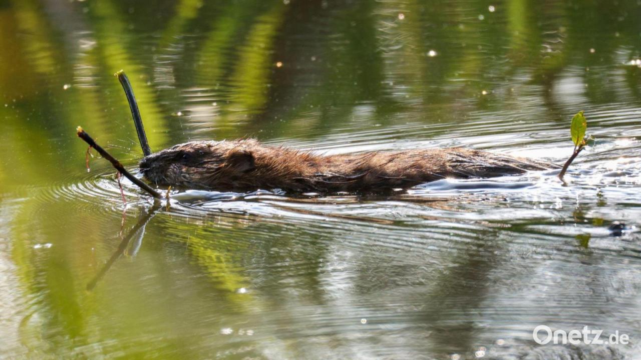 Zwei tote Biber in Oberbayern entdeckt – Polizei ermittelt