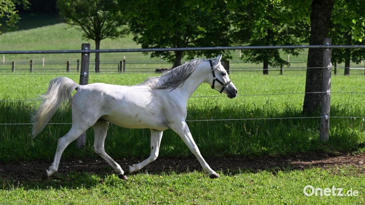 Pferd reißt sich los und galoppiert über Autobahn
