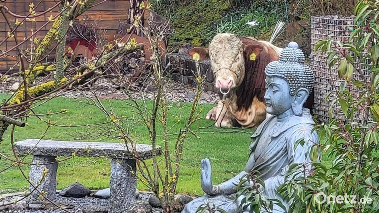 Jungbulle entwischt und lässt sich in Garten nieder