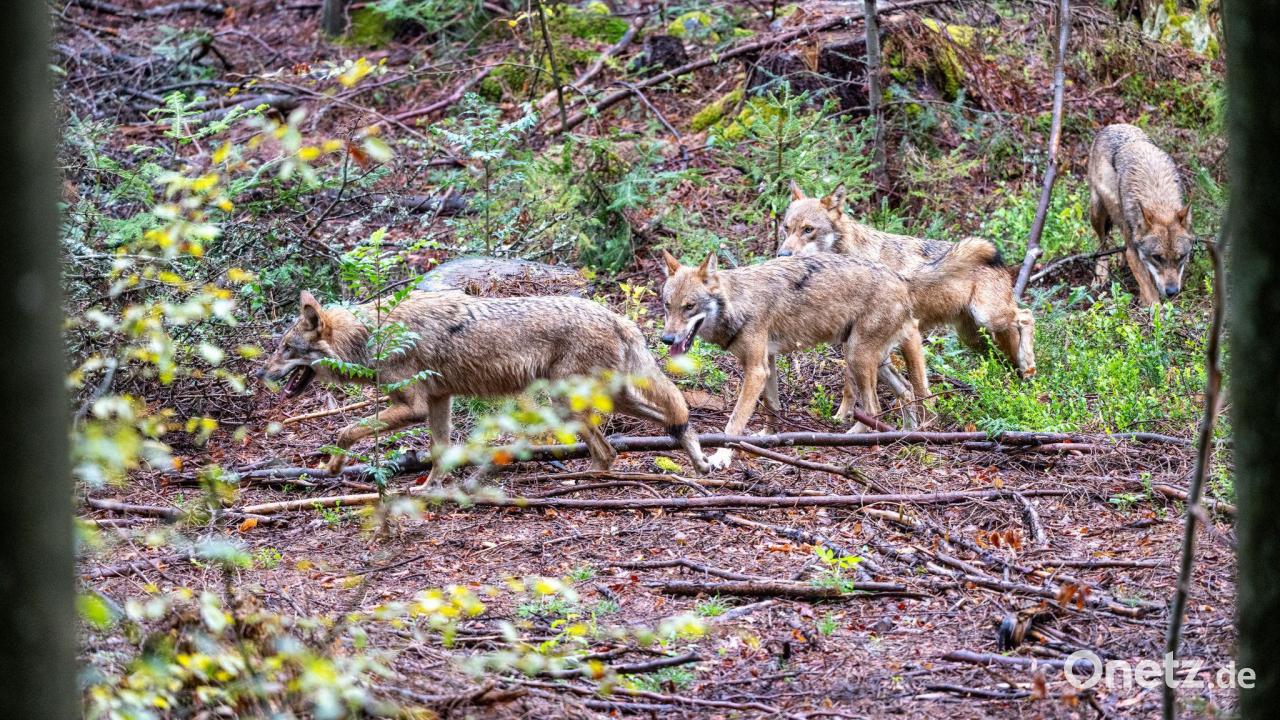 Neues Jagdrecht in Bayern: Wolf darf künftig bejagt werden
