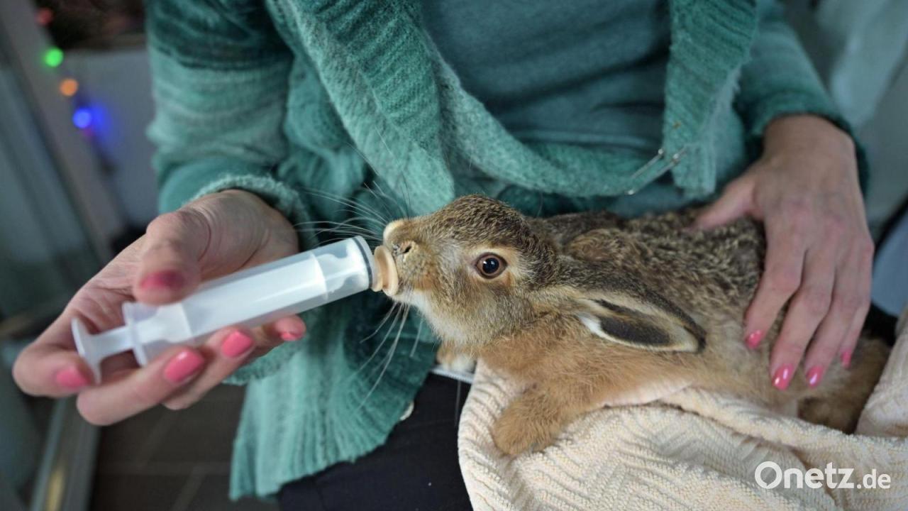 Schwierige Zeiten für Feldhasen-Nachwuchs