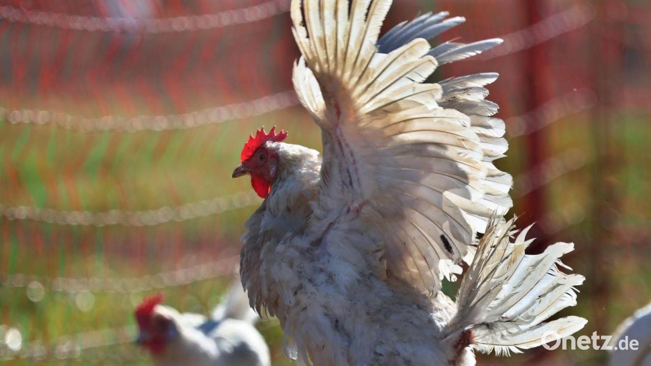 Hühnerfund zu Ostern