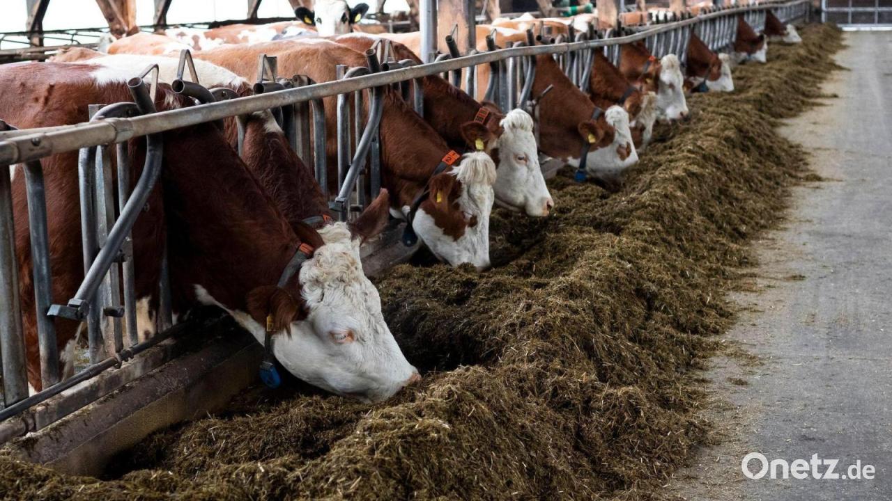 Weide oder nichts? EU-Verordnung bringt Bio-Bauern in Not