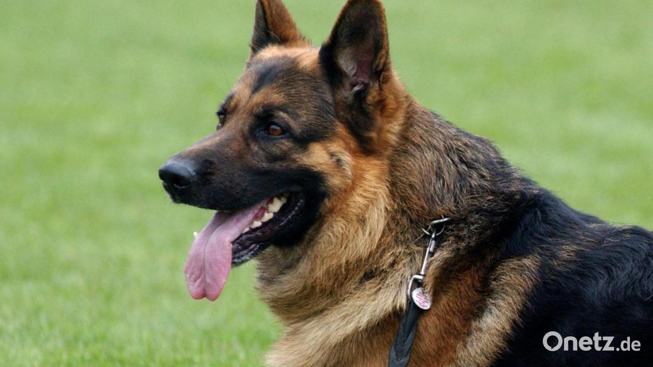 Auf Spielplatz in Raigering: Schäferhund beißt 12-Jährige