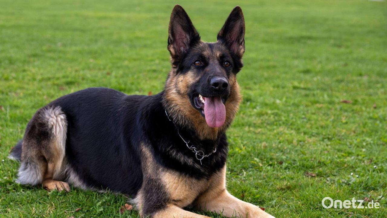 Ausgebüxter Schäferhund beißt Zwölfjährige in den Arm