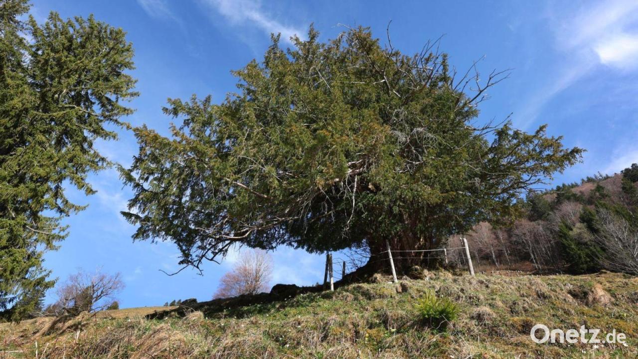 1.100 Jahre alt – „Ureibe“ im Allgäu wird Nationalerbe-Baum
