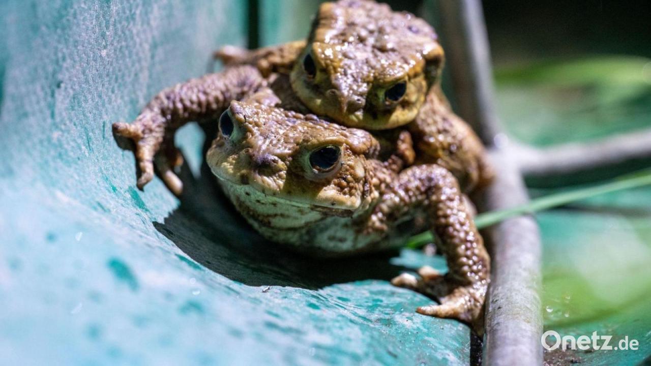 Amphibienwanderung: Wie geht es Frosch und Kröte?