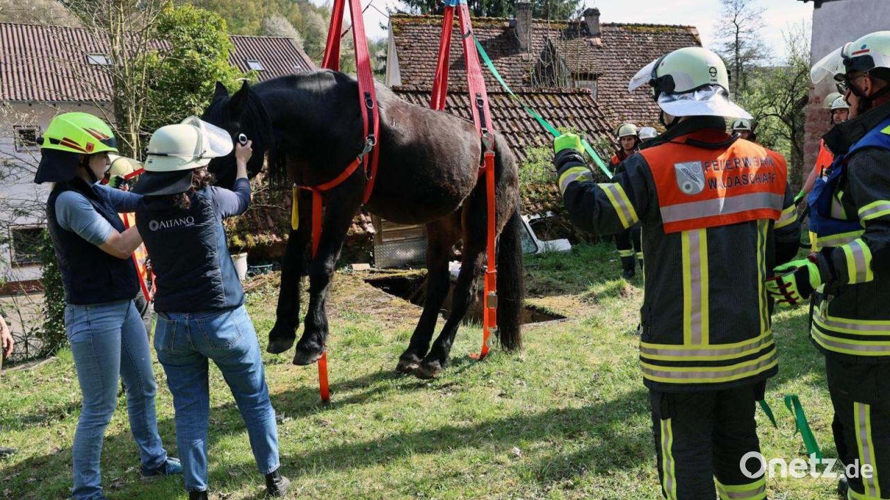 Glückliches Ende: Pferd nach Sturz in Grube geborgen