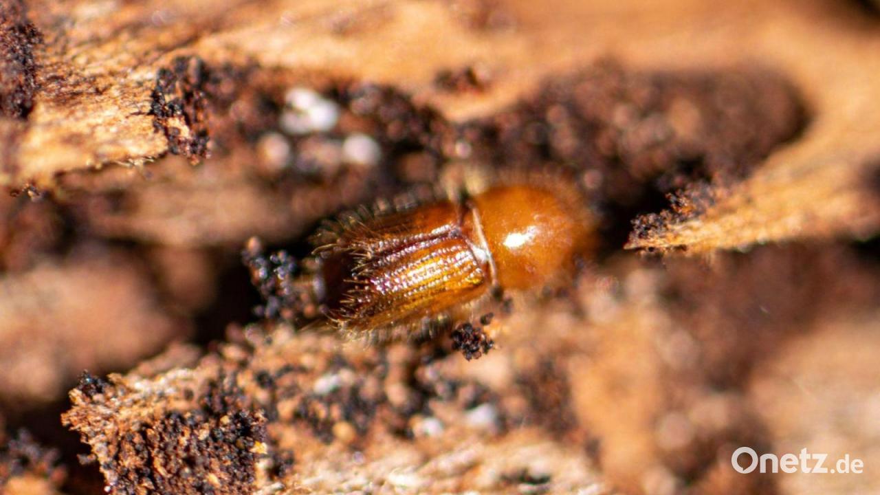 Jährliches Borkenkäfer-Monitoring gestartet