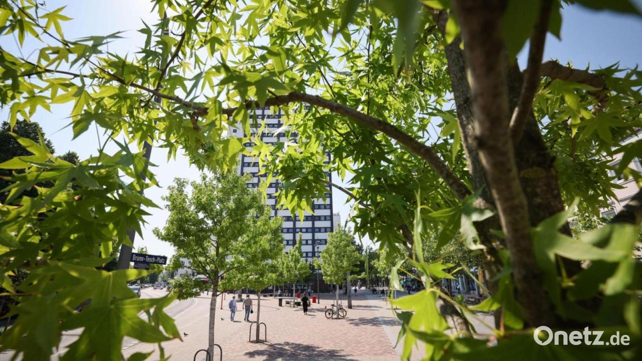 Was Bäume fürs Klima und den Artenschutz tun