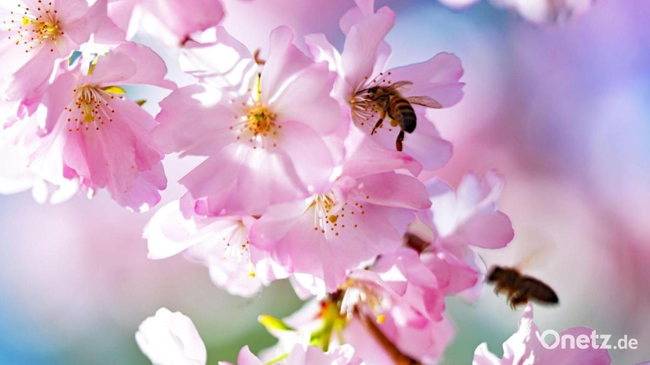 Sonne satt am Samstag