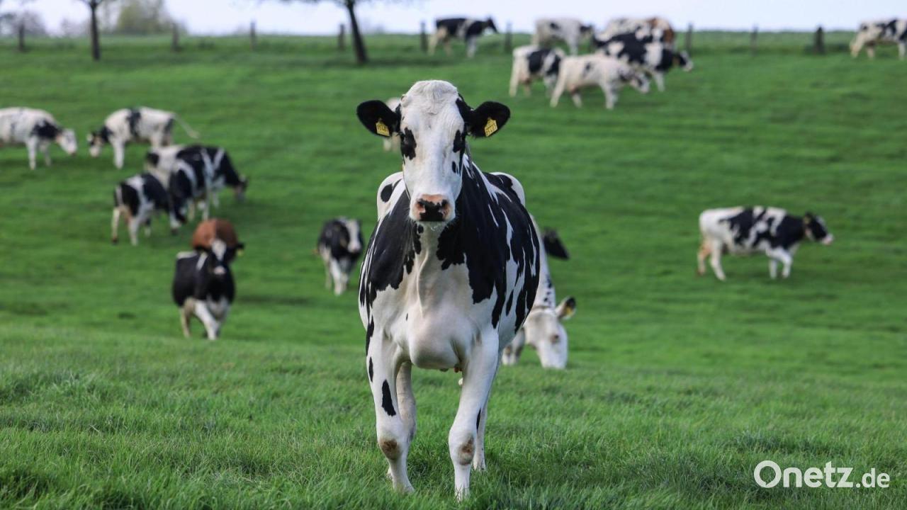Over 60 young cattle escaped near Oberviechtach