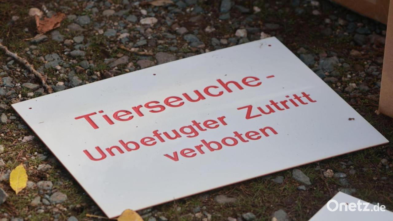 Wegen Newcastle-Krankheit: Betrieb tötet 77.000 Vögel