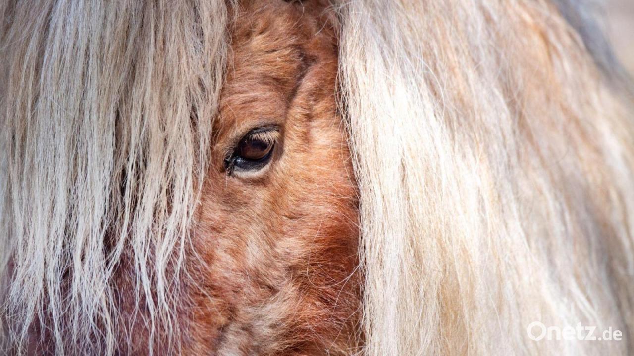 Ponys und Esel ausgebüxt – Feuerwehr sucht mit Drohne
