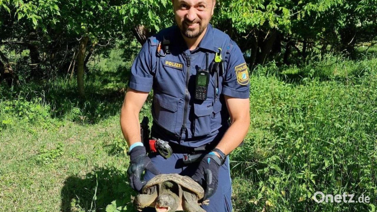 Schnappschildkröte auf Fahrradweg entdeckt