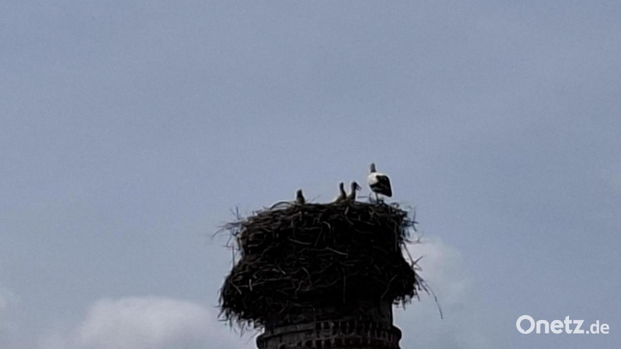 Adult storks care for three young storks in the stork's nest in Eslarn ...