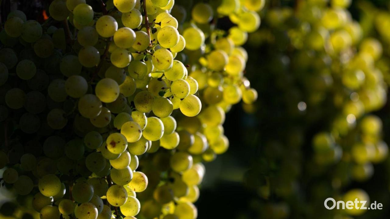 Winzer produzieren 2025 mehr Wein
