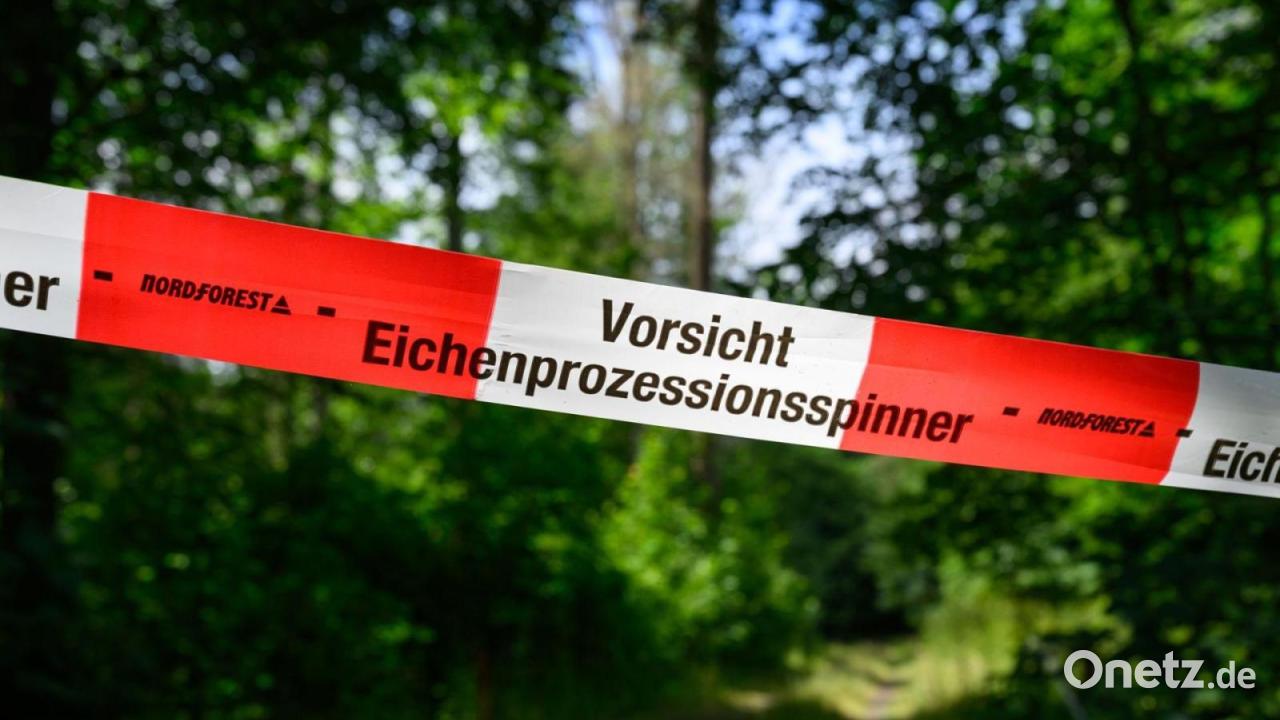 Eichenprozessionsspinner als Plage - auch Wald betroffen
