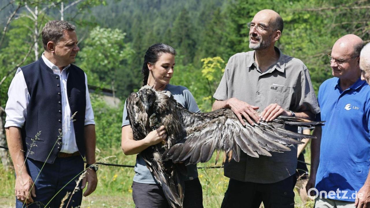 Bartgeier Alosa und Zierli ausgewildert