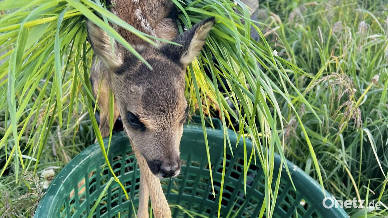 Fawn rescue in the districts of Neustadt/WN and Weiden: Almost 400 animals ...