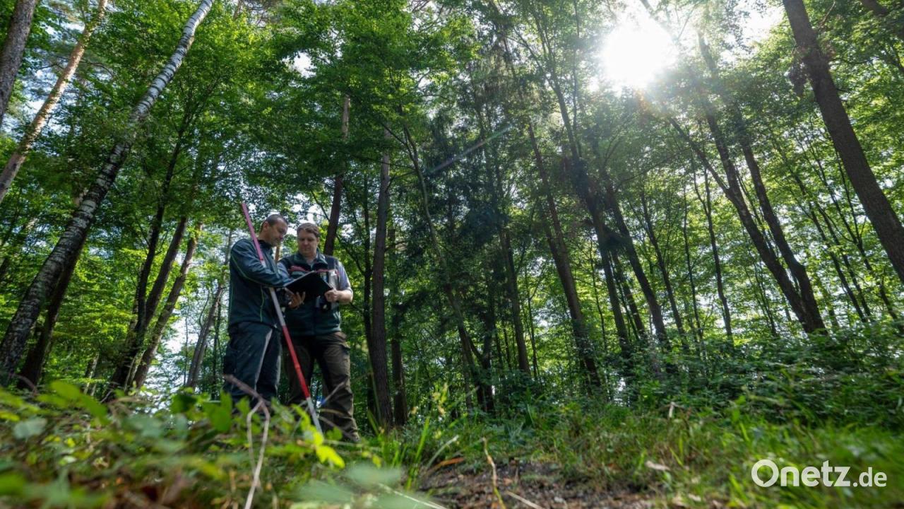 Käfer, Pilze, Blattverlust - 16.000 Bäume werden untersucht