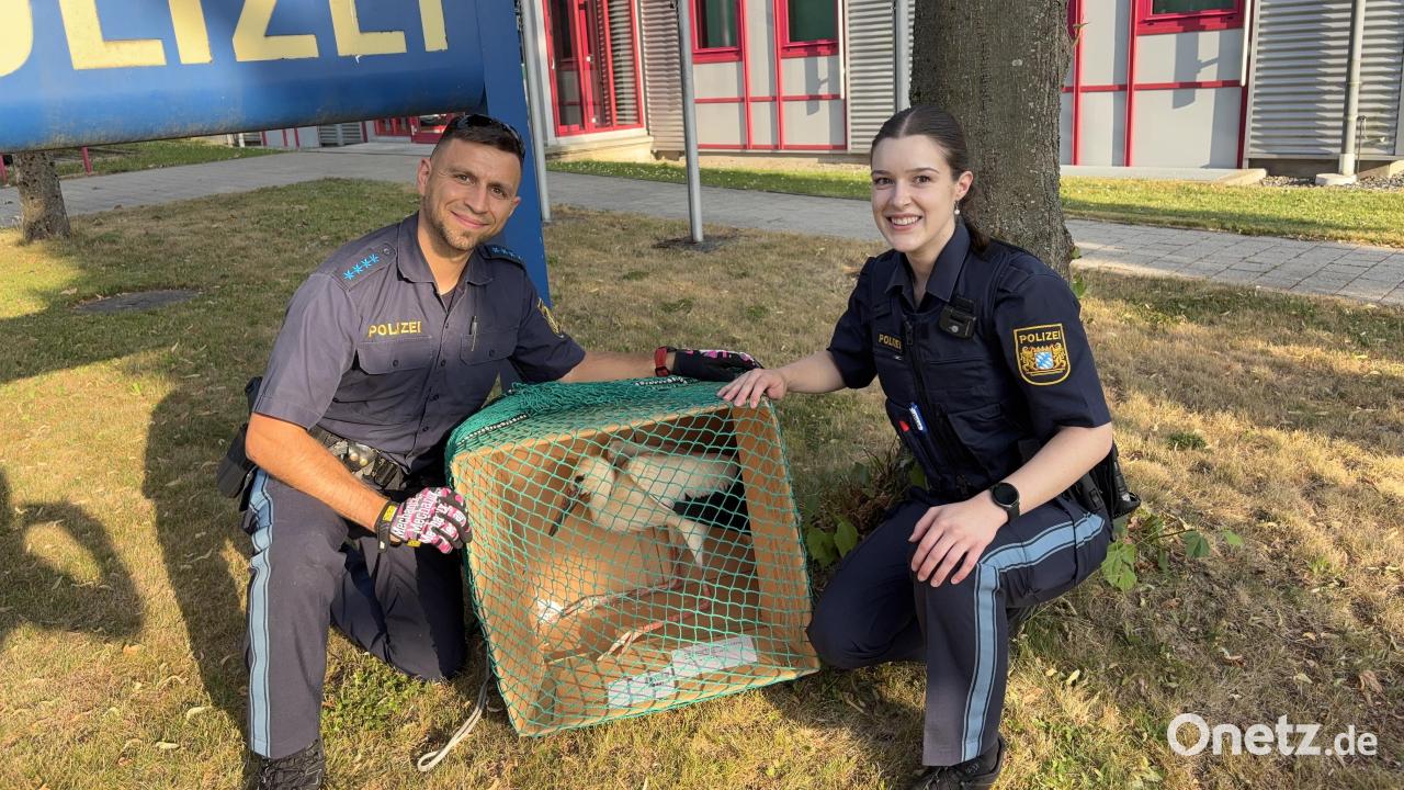 Police rescue injured stork from garden in Pleystein
