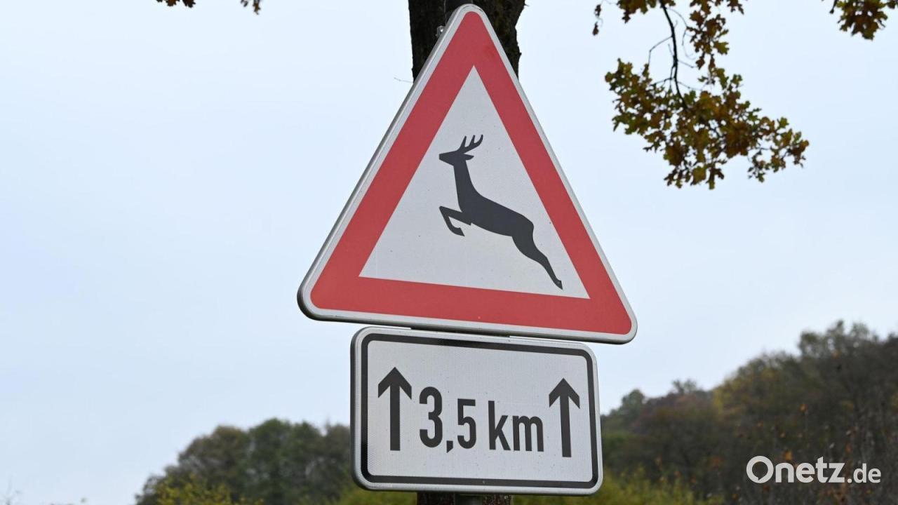 Rollerfahrer stirbt nach Wildunfall mit Reh