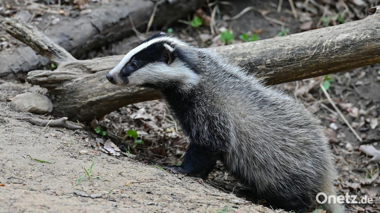 Bären-Entwarnung im Allgäu: Spuren stammen von Dachs