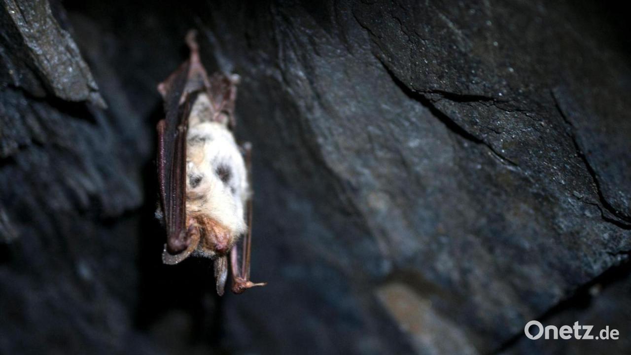 Achtung beim Lüften! Fledermäuse könnten ins Haus kommen