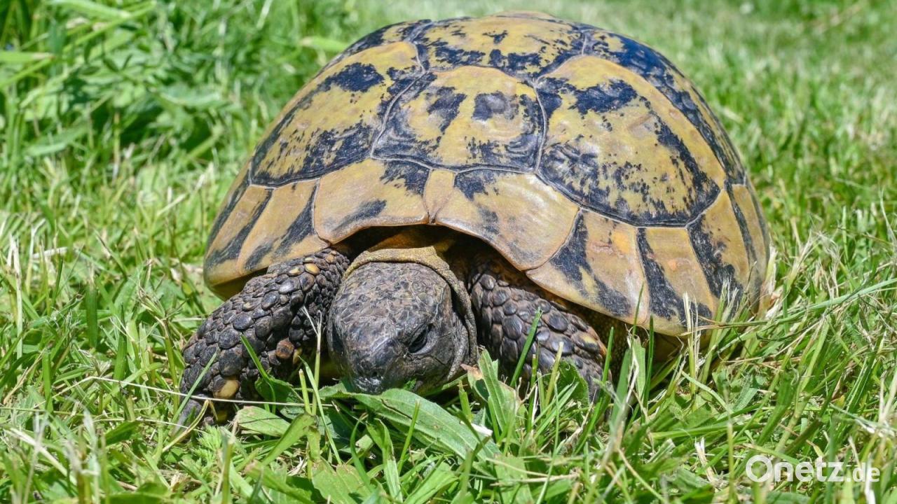 Vermisste Schildkröte nach vier Jahren wieder zurück