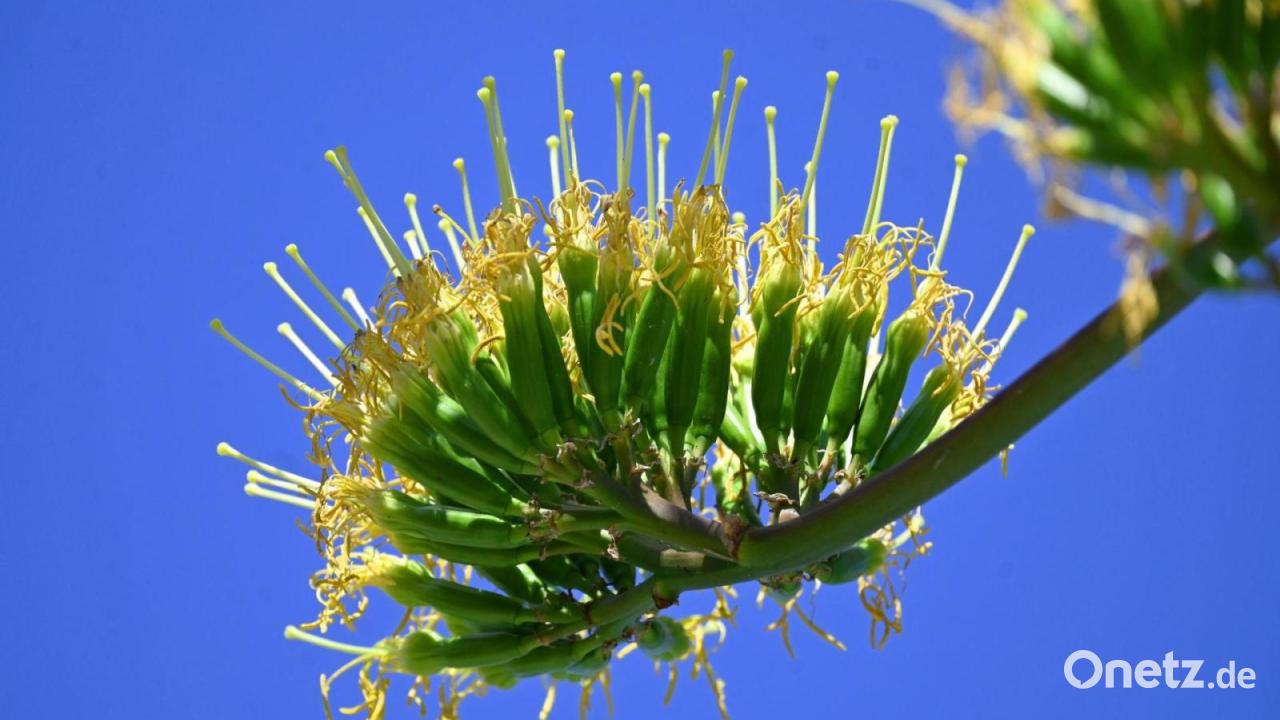 Außergewöhnliche Agavenblüte im Schlosspark Nymphenburg