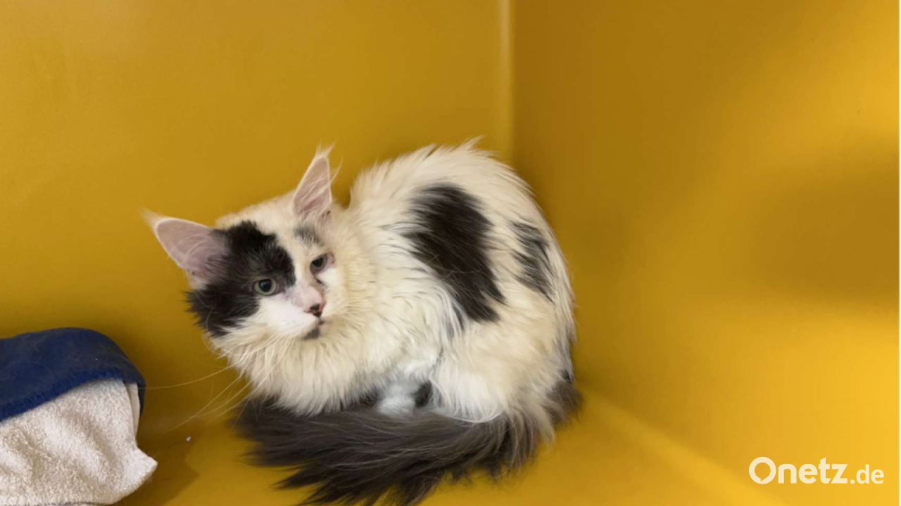 Cat and carrier abandoned in bushes in Amberg