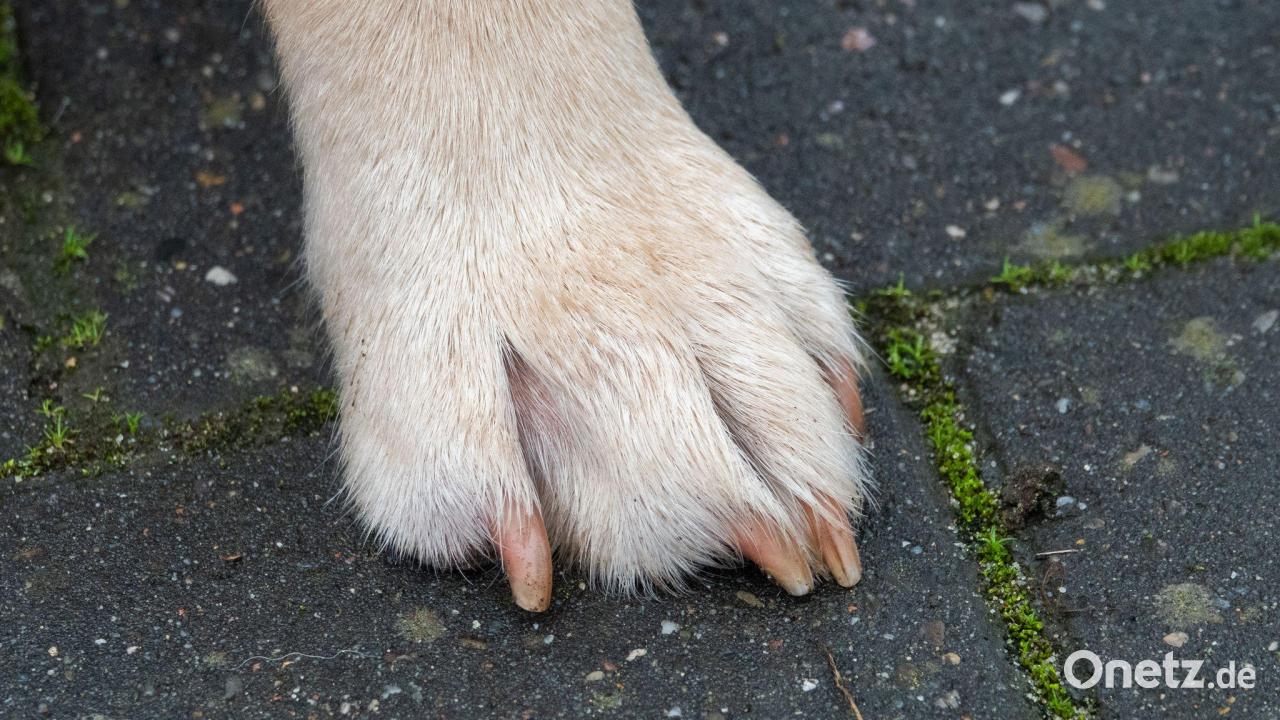 Hund wird von Auto überfahren und stirbt