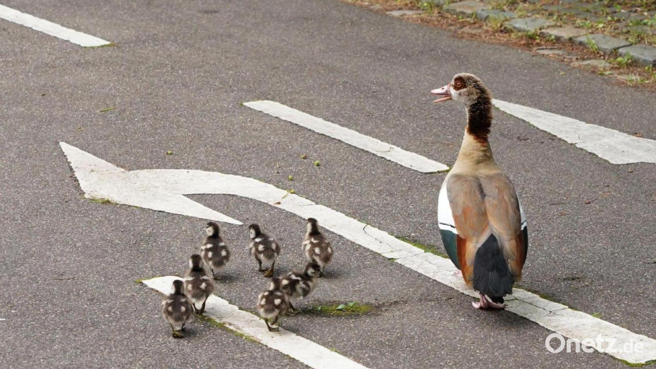 Entenfamilie überfahren – Verstoß gegen Tierschutzgesetz?