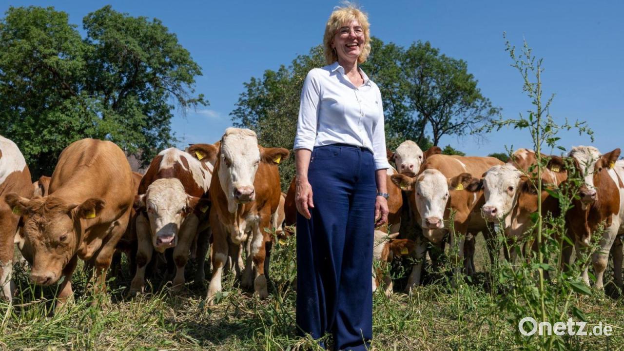 Vom Kalb zum Wiesn-Star: Ochsen fürs Oktoberfest