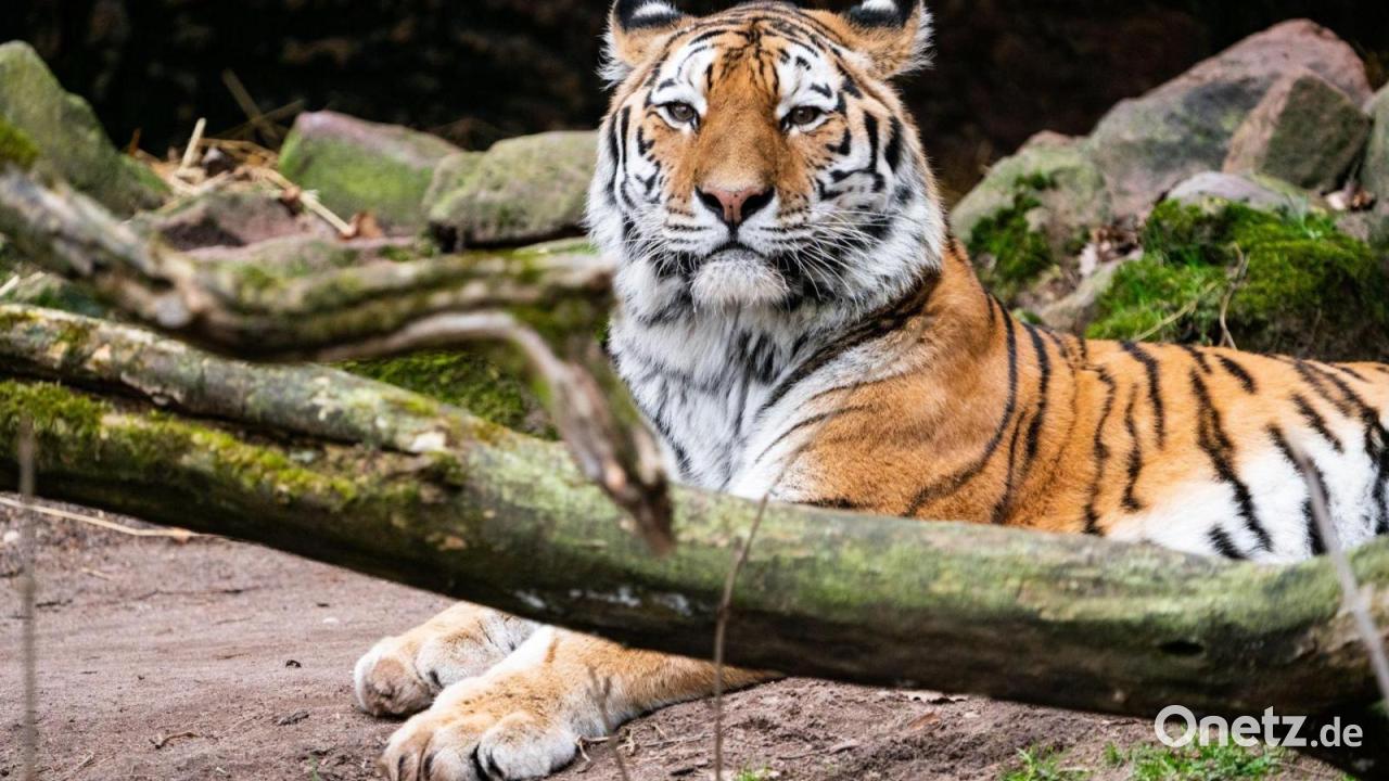 Sibirischer Tiger aus Nürnberg zieht in Landauer Zoo ein