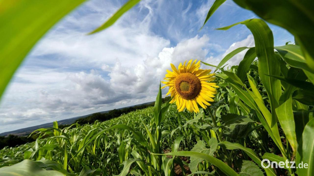 Nach trüben Tagen Sonne - Freitag wieder Regen