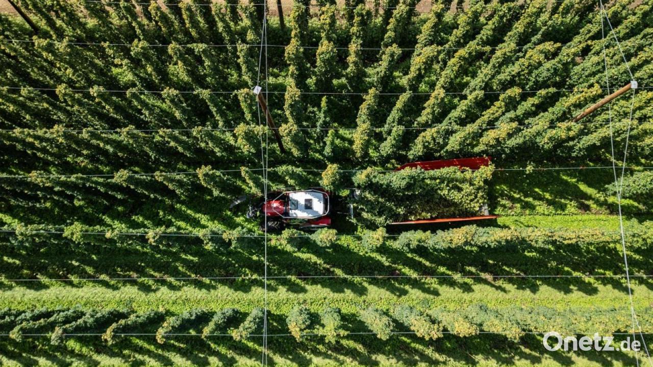 Sinkender Bierkonsum und Hitze: Hopfenpflanzer in Dauerkrise
