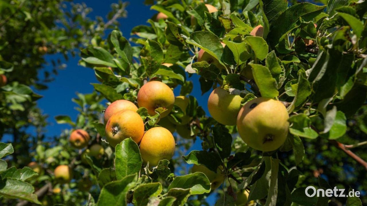 Apfelsaison vor dem Start: Werden Äpfel jetzt teurer?