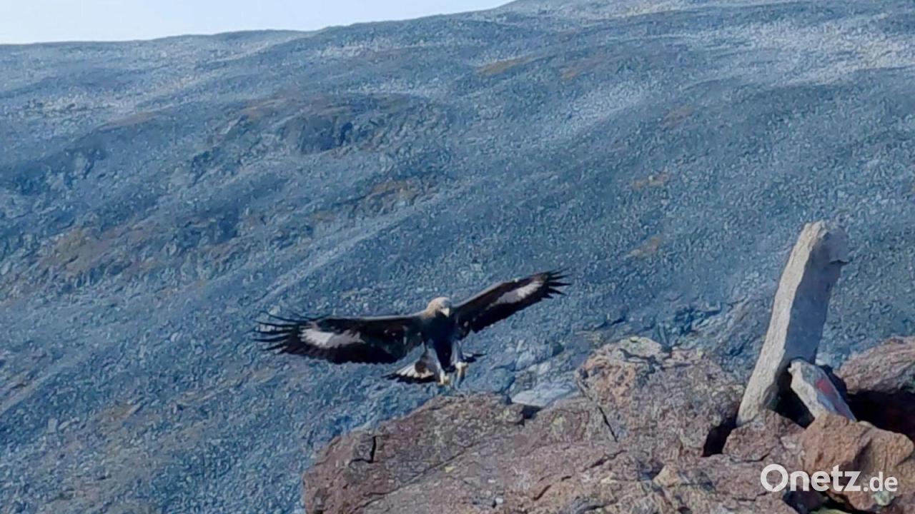 Steinadler greift Drohne an - Absturz