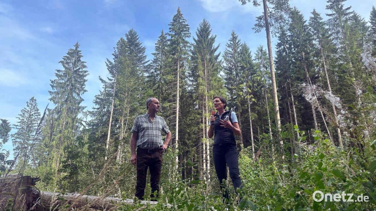 Erfolgreicher Kampf gegen Borkenkäfer im Bayerischen Wald