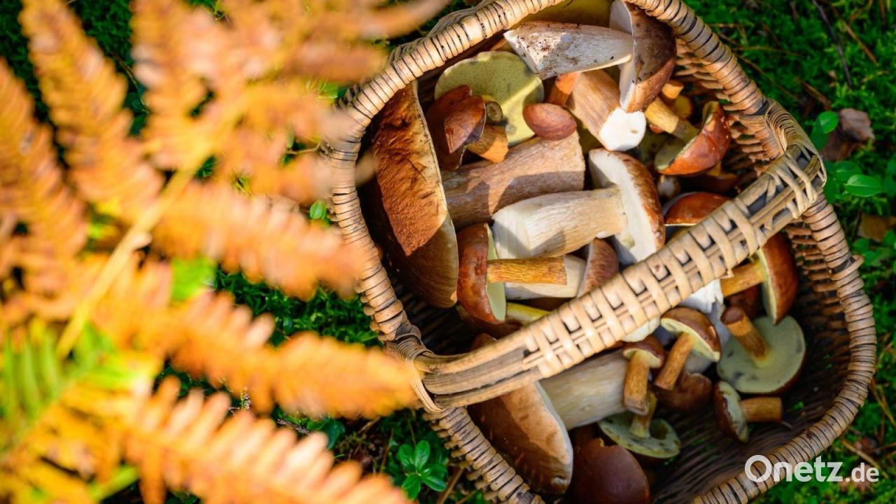 Pilzsaison in Bayern beginnt mager