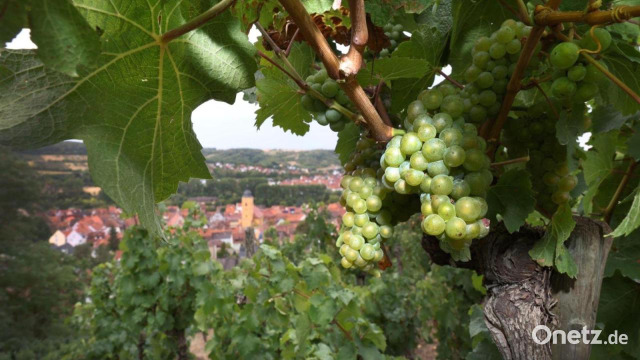 Umplanen im Winzerland – Oliven statt Wein?