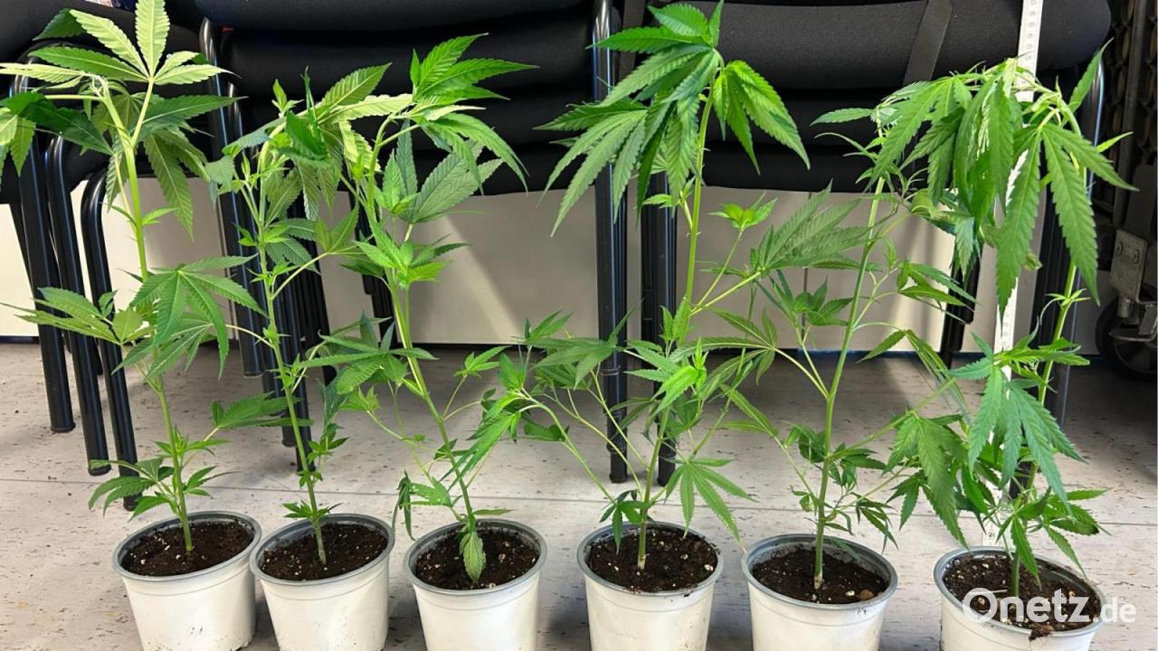 Zoll stoppt Import von 2312 Cannabispflanzen bei Regensburg