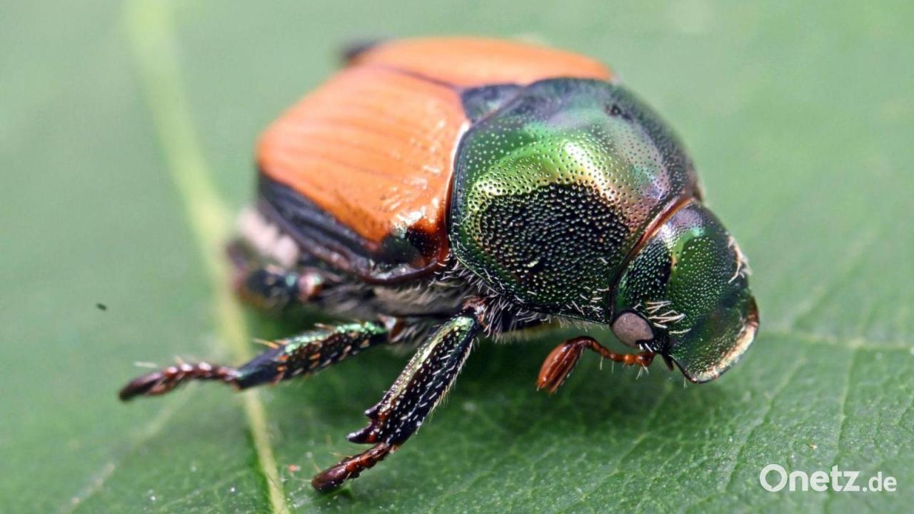 Japankäfer am Bodensee entdeckt - Quarantänezone geplant