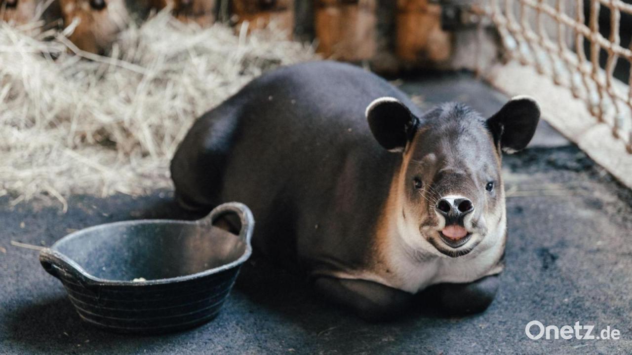 Neue Tierart im Tierpark Hellabrunn: Erster Tapir zieht ein
