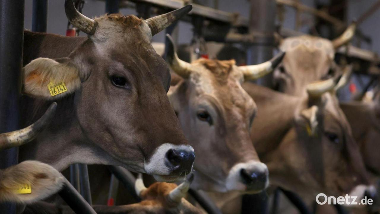 Fieber, weniger Milch - Rinder von Shamonda-Virus betroffen