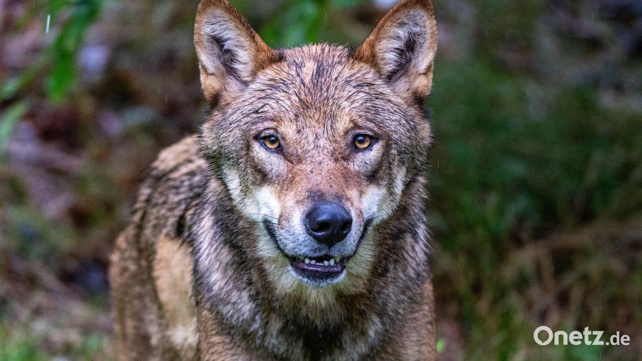 Landkreise machen Jagd auf Wölfe - Kritik von Naturschützern