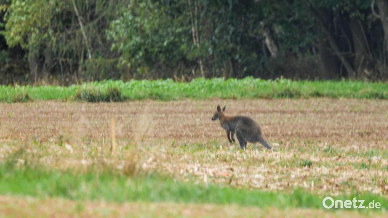 Kurze Flucht: Ausgebüxtes Känguru wieder eingefangen