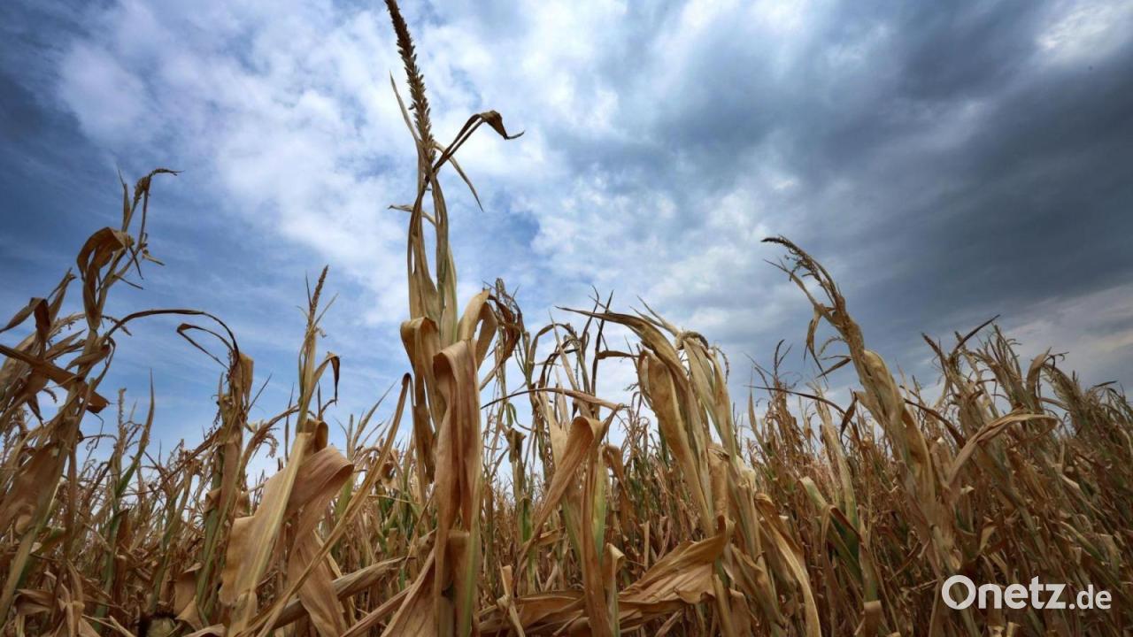Jetzt amtlich: Sommer mit Hitzerekorden in Bayern